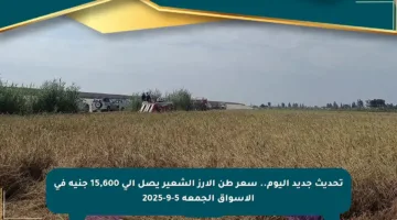 تحديث جديد اليوم.. سعر طن الأرز الشعير يصل إلى 15,600 جنيه في الأسواق الجمعة 5-9-2025